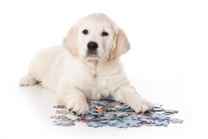 puppy-met-puzzel-verveling-4828877